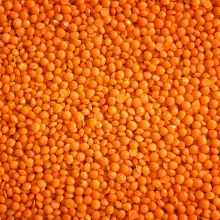 Lentil red small-seeded